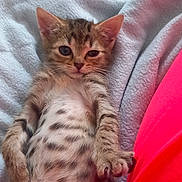 Princesse a rejoint le concours — aidez-le/la à gagner de superbes lots ! kitten, tabby, cat, lying_down, belly_up, blanket, soft, relaxed, fur, striped, pet, indoor, cute, young, small, whiskers, paws, resting, red_clothing, cozy