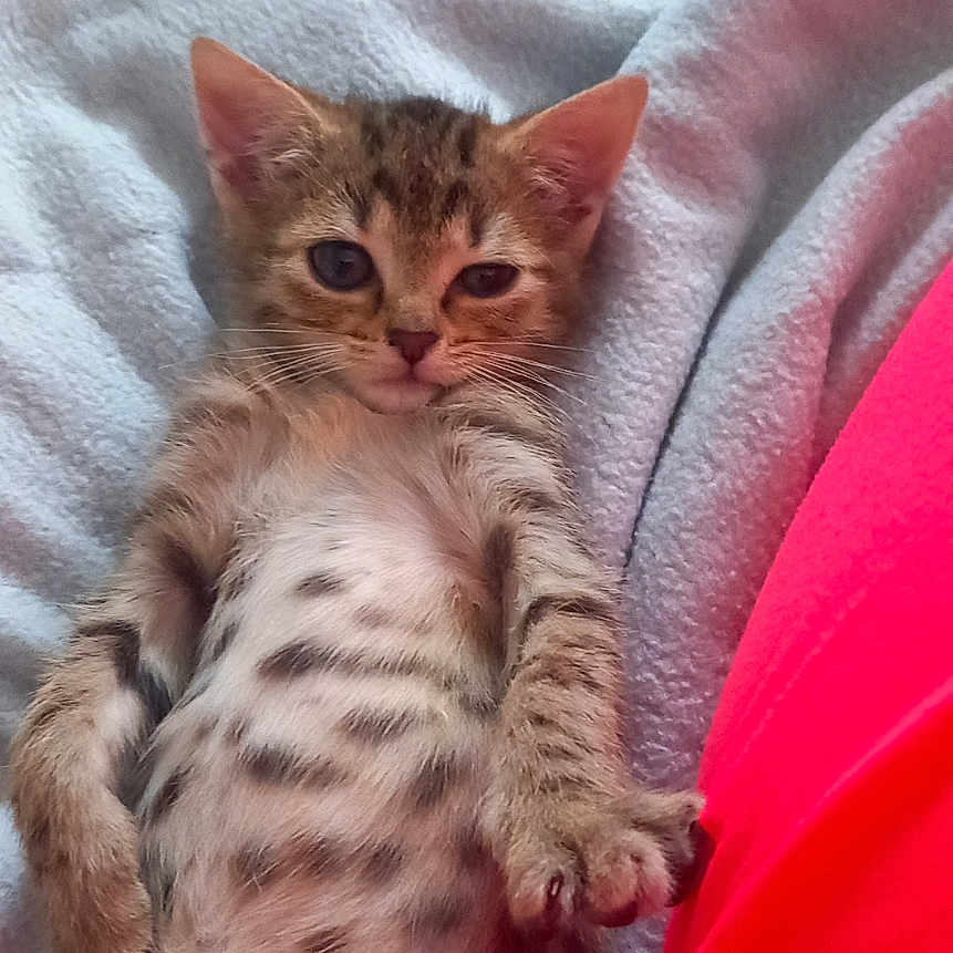 Princesse a rejoint le concours — aidez-le/la à gagner de superbes lots ! belly_up, blanket, cat, cozy, cute, fur, indoor, kitten, lying_down, paws, pet, red_clothing, relaxed, resting, small, soft, striped, tabby, whiskers, young