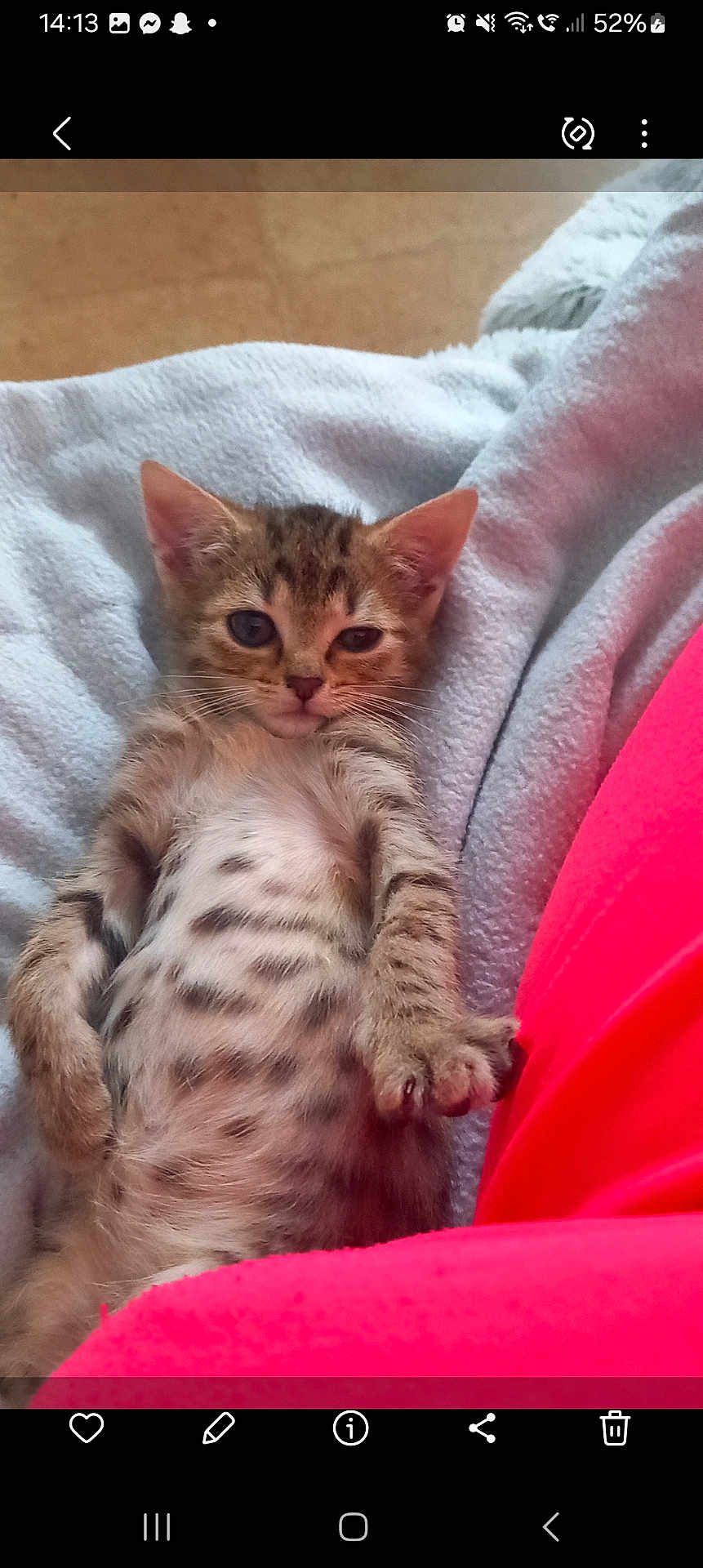 Princesse a rejoint le concours — aidez-le/la à gagner de superbes lots ! kitten, tabby, cat, lying_down, belly_up, blanket, soft, relaxed, fur, striped, pet, indoor, cute, young, small, whiskers, paws, resting, red_clothing, cozy