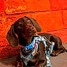 Aston a rejoint le concours — aidez-le/la à gagner de superbes lots ! animal, brick_wall, brown_coat, collar, curious, cute, dachshund, dog, ears, harness, leash, looking_up, orange_wall, outdoor, pavement, paw, pet, portrait, resting, small_dog