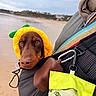 Aston a rejoint le concours — aidez-le/la à gagner de superbes lots ! dog, beach, carrier, yellow_hood, brown_dog, outdoor, sky, sand, green_leaves, close_up, pet, animal, portrait, calm, nature, water, travel, cute, canine, accessory