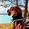 dog, dachshund, puppy, sweater, striped_clothing, hand, outdoor, lake, tree, nature, sky, sunlight, grass, brown_dog, pet, portrait, animal, cute, floppy_ears, holding