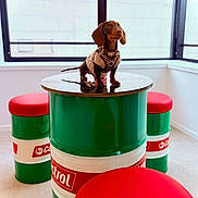 Aston participe au concours pour gagner de l'argent avec cette photo : dog, dachshund, sweater, table, stool, oil_drum, castrol, red_cushion, green, white, indoor, window, carpet, pet, animal, furniture, modern, bright, room, decor
