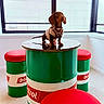 dog, dachshund, sweater, table, stool, oil_drum, castrol, red_cushion, green, white, indoor, window, carpet, pet, animal, furniture, modern, bright, room, decor
