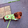 Aston a rejoint le concours — aidez-le/la à gagner de superbes lots ! dog, dachshund, raincoat, leash, sidewalk, pavement, avocado_pattern, brown_dog, pet, outdoor, canine, cute, looking_up, walking, rainwear, small_dog, animal, closeup, street, adorable