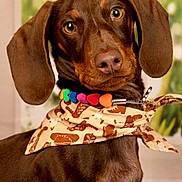 Aston participe au concours pour gagner de l'argent avec cette photo : adorable, alert, animal, bandana, beaded_collar, brown_dog, canine, closeup, cute, dachshund, dog, domestic_animal, ears, face, fur, indoor, looking, pet, portrait, young_dog