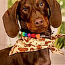adorable, alert, animal, bandana, beaded_collar, brown_dog, canine, closeup, cute, dachshund, dog, domestic_animal, ears, face, fur, indoor, looking, pet, portrait, young_dog
