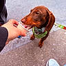 dog, dachshund, puppy, brown_dog, leash, harness, person_hand, sidewalk, sneaker, outdoor, treat, cup, licking, pet, animal, closeup, daylight, canine, small_dog, casual