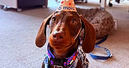 Aston a rejoint le concours — aidez-le/la à gagner de superbes lots ! animal, background, brown_dog, carpet, celebration, collar, cute, dachshund, denim_harness, dog, floor, furniture, indoor, leash, office, party_hat, pet, puppy, resting_dog, small_dog