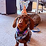 animal, background, brown_dog, carpet, celebration, collar, cute, dachshund, denim_harness, dog, floor, furniture, indoor, leash, office, party_hat, pet, puppy, resting_dog, small_dog