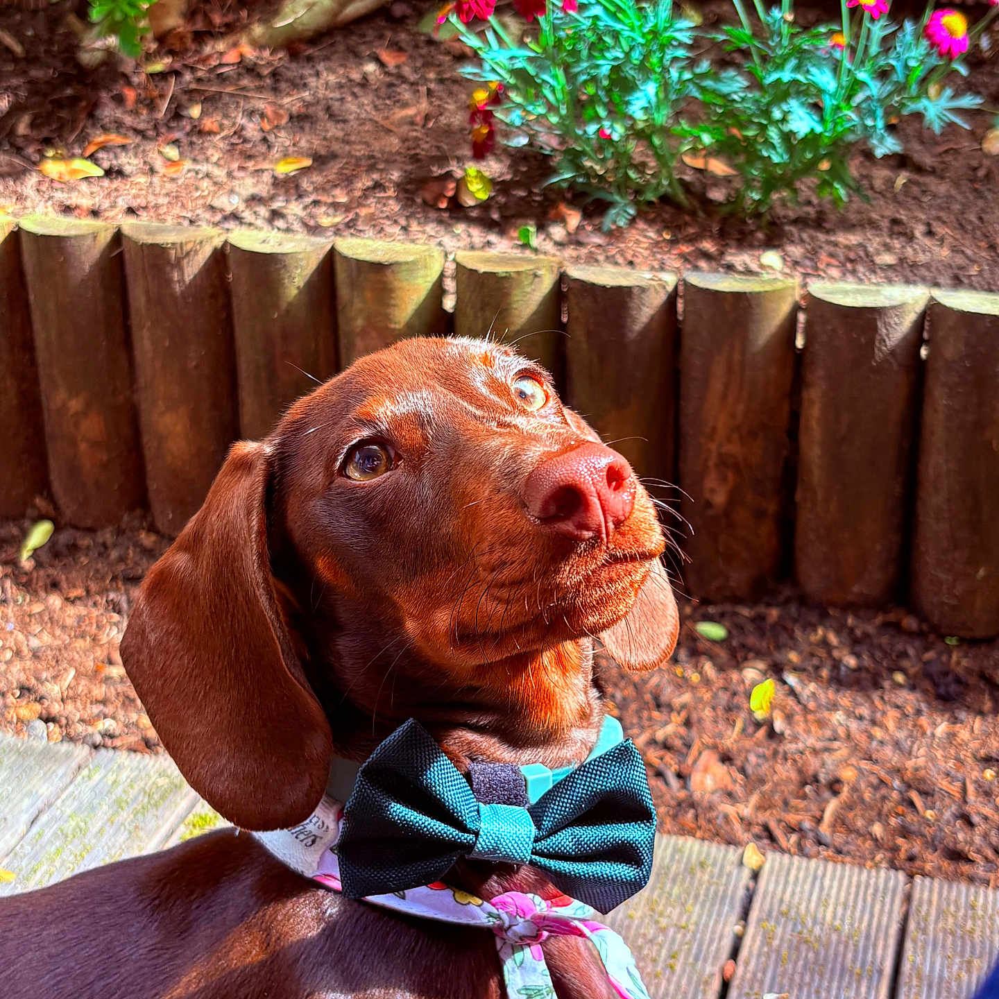 Aston participe au concours pour gagner de l'argent avec cette photo : dog, dachshund, bow_tie, scarf, pet, outdoor, garden, flowers, wooden_fence, sunlight, portrait, brown_fur, canine, cute, animal, nature, leaves, wooden_deck, curious, pet_accessories