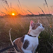 Bahía a rejoint le concours — aidez-le/la à gagner de superbes lots ! animal, calico, cat, closeup, collar, evening, feline, field, grass, mammal, nature, outdoor, peaceful, pet, relaxation, serene, sun, sunset, warm_light, wildlife