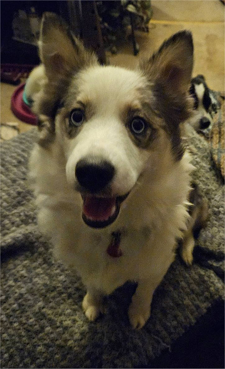 Jasper is registered to the contest to win money with this photo: ancient_dog_breeds, canidae, carnivore, companion_dog, dog, dog_breed, dog_collar, fur, happy, head, herding_dog, non_sporting_group, sled_dog, snout, sporting_group, terrestrial_animal, whiskers, working_animal, working_dog