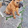 Boubou a rejoint le concours — aidez-le/la à gagner de superbes lots ! dog, shar_pei, wrinkles, pet, animal, sitting, outdoor, pavement, stroller, greenery, weeds, concrete, gravel, brown, canine, companion, cute, friendly, domestic, leisure