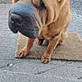 Boubou participe au concours pour gagner de l'argent avec cette photo : dog, shar_pei, wrinkles, pet, animal, outdoor, doormat, concrete, tire, curious, sitting, brown, fur, paw, closeup, canine, background, vehicle, daylight, side_view