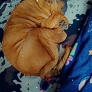 Boubou a rejoint le concours — aidez-le/la à gagner de superbes lots ! dog, sleeping, blanket, sunglasses, floor, wooden_floor, toy, deodorant, paw, fur, cozy, indoor, pet, curled_up, brown_dog, patterned_blanket, blue_blanket, star_effects, home, resting