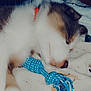 dog, puppy, sleeping, toy, blue_rope, blanket, fur, close_up, pet, cozy, indoor, resting, animal, cute, collar, white, brown, paw, peaceful, domestic