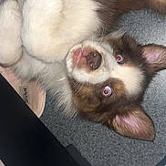Meeko participe au concours pour gagner de l'argent avec cette photo : puppy, dog, blue_eyes, fluffy, lying_down, tongue_out, pet, indoor, cute, animal, young_dog, fur, ears, nose, whiskers, carpet, slipper, closeup, adorable, relaxed