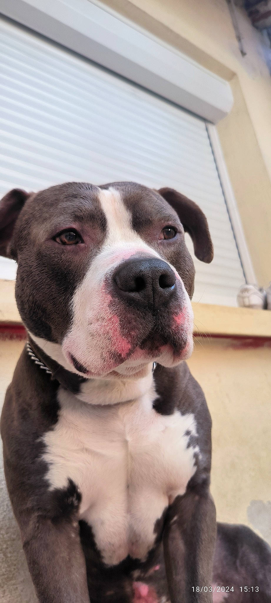 Tchapo a rejoint le concours — aidez-le/la à gagner de superbes lots ! canidae, carnivore, collar, companion_dog, dog, dog_breed, dog_collar, fawn, fur, non_sporting_group, paw, pet_supply, sporting_group, whiskers, working_animal, working_dog