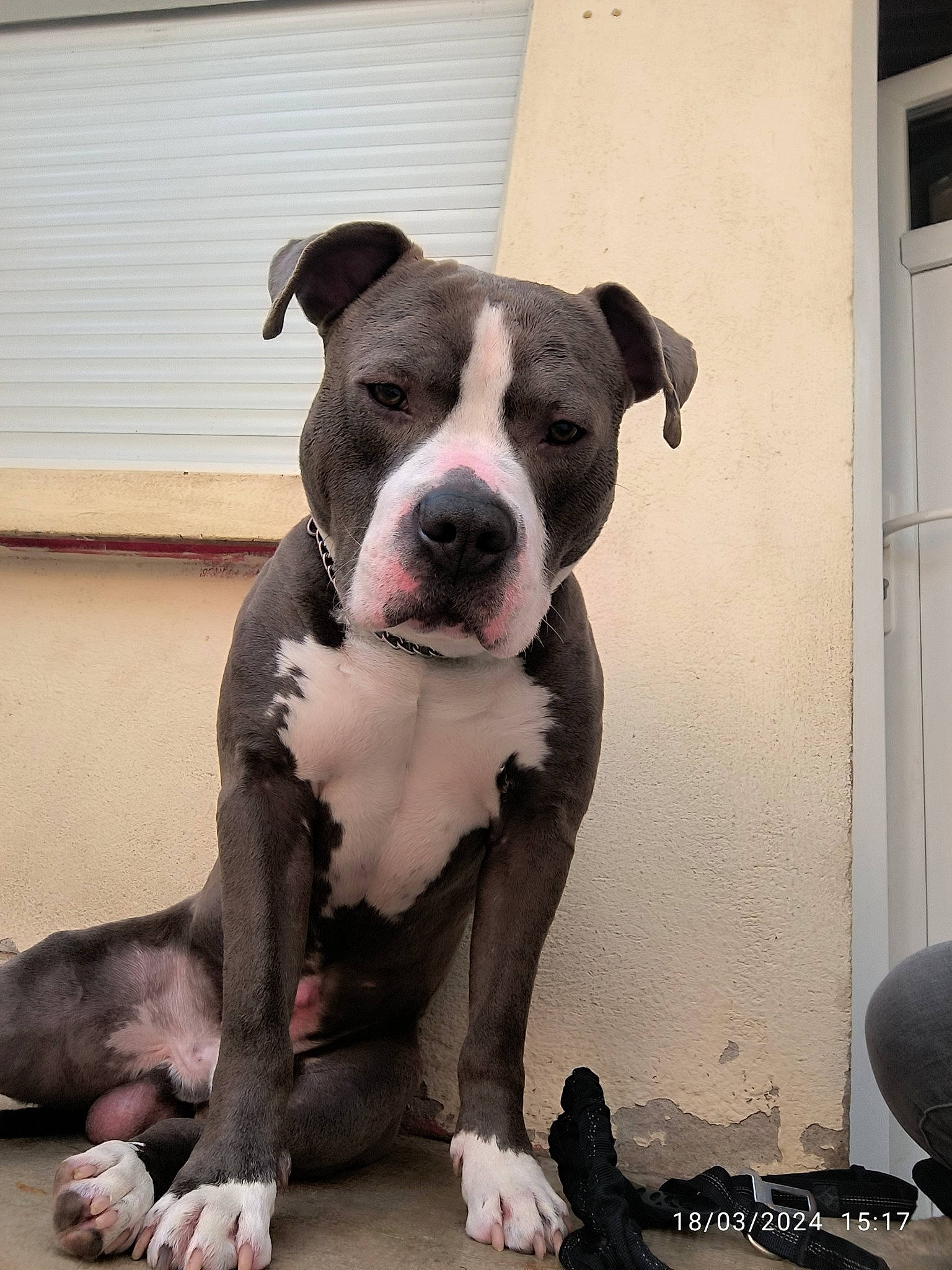 Tchapo participe au concours pour gagner de l'argent avec cette photo : boston_terrier, canidae, carnivore, collar, companion_dog, dog, dog_breed, dog_collar, fawn, fur, grey, molosser, non_sporting_group, paw, snout, sporting_group, whiskers, window, working_animal, working_dog