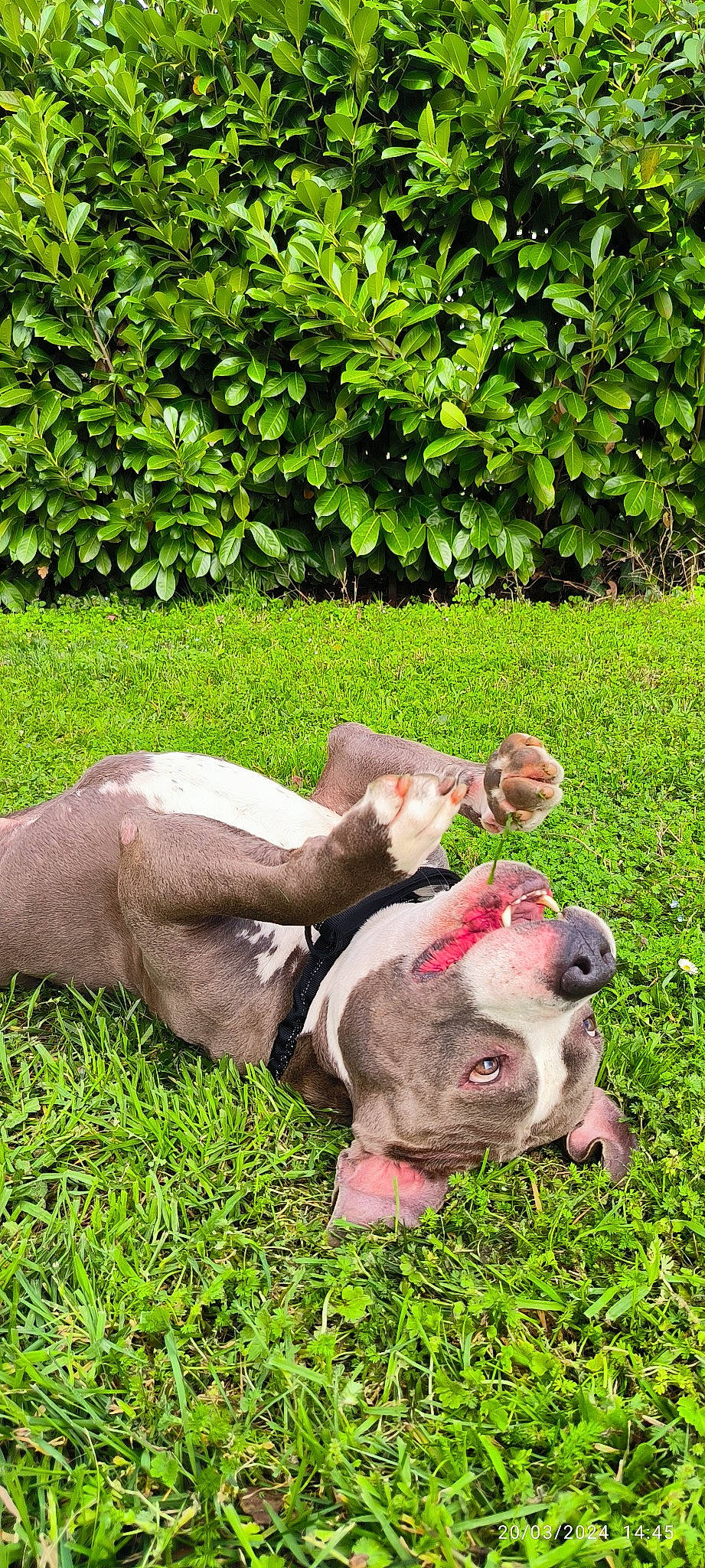 Tchao participe au concours pour gagner de l'argent avec cette photo : bulldog, canidae, carnivore, companion_dog, dog, dog_breed, fawn, garden, grass, groundcover, molosser, non_sporting_group, pasture, plant, snout, sporting_group, terrestrial_animal, working_animal, working_dog, wrinkle