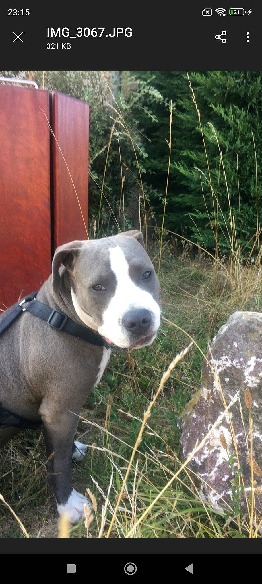 Tchapo participe au concours pour gagner de l'argent avec cette photo : canidae, carnivore, collar, companion_dog, dog, dog_breed, dog_collar, fence, grass, hunting_dog, non_sporting_group, pet_supply, plant, snout, sporting_group, terrestrial_animal, tree, whiskers, working_animal, working_dog