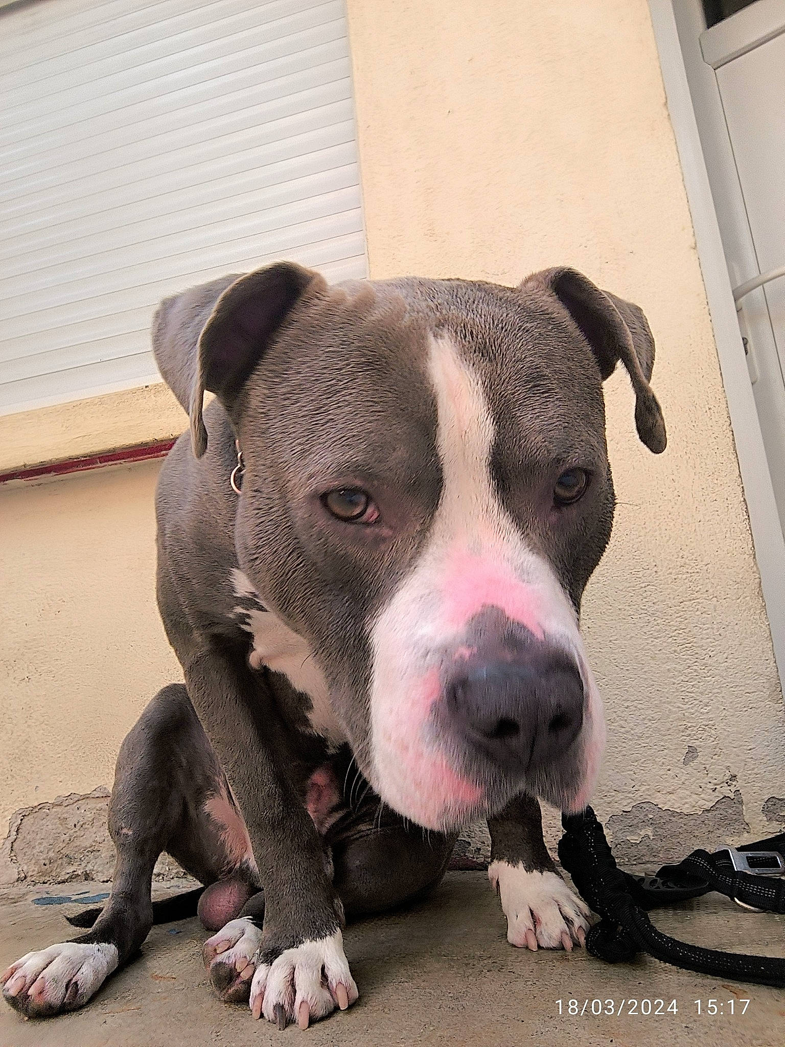 Tchapo participe au concours pour gagner de l'argent avec cette photo : canidae, carnivore, companion_dog, dog, dog_breed, fawn, non_sporting_group, paw, pet_supply, snout, sporting_group, terrestrial_animal, whiskers, working_animal, working_dog