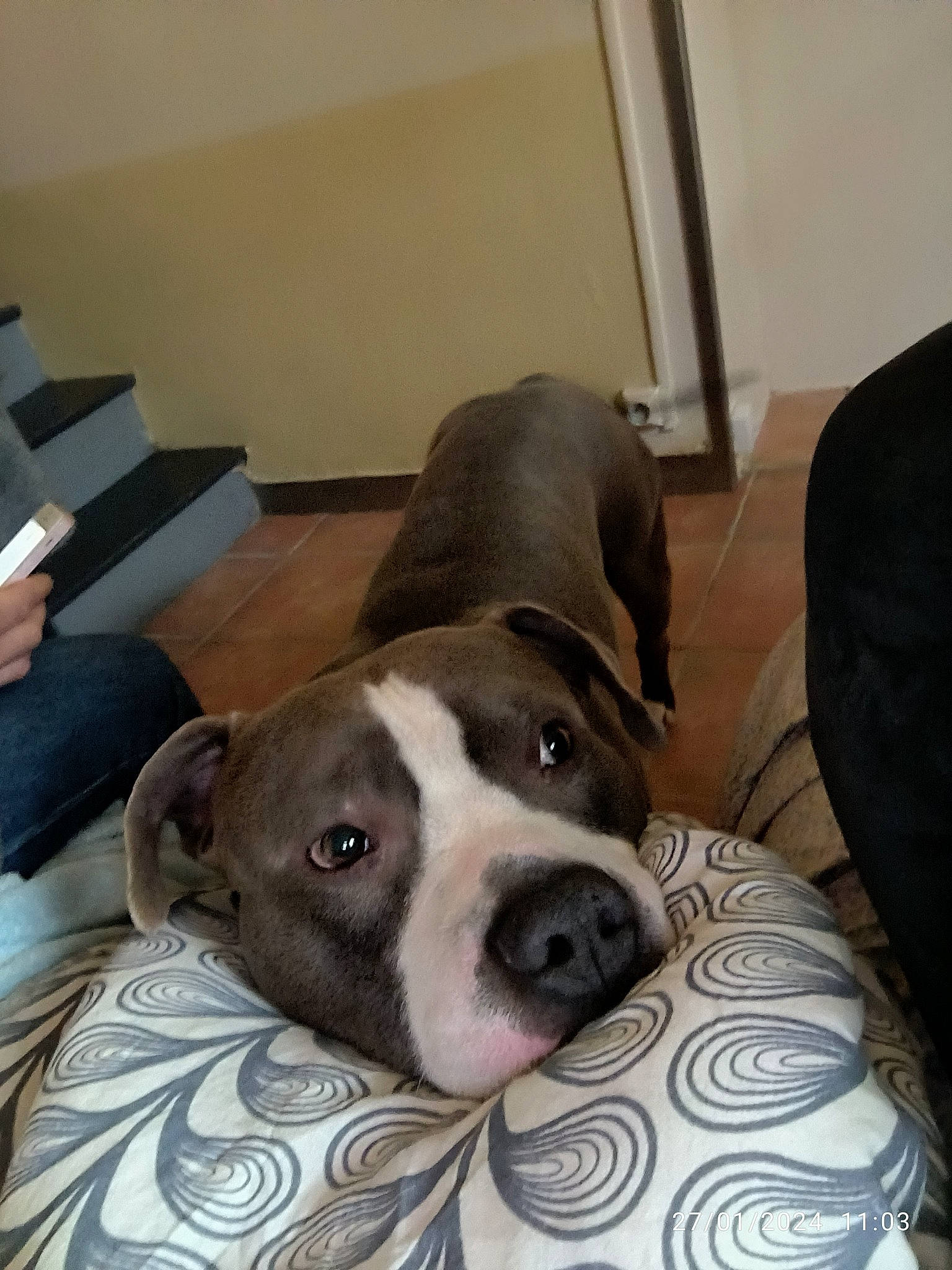 Tchapo a rejoint le concours — aidez-le/la à gagner de superbes lots ! carnivore, collar, comfort, companion_dog, dog, dog_breed, fawn, flooring, fur, hardwood, metal, pet_supply, terrestrial_animal, whiskers, wood, working_animal