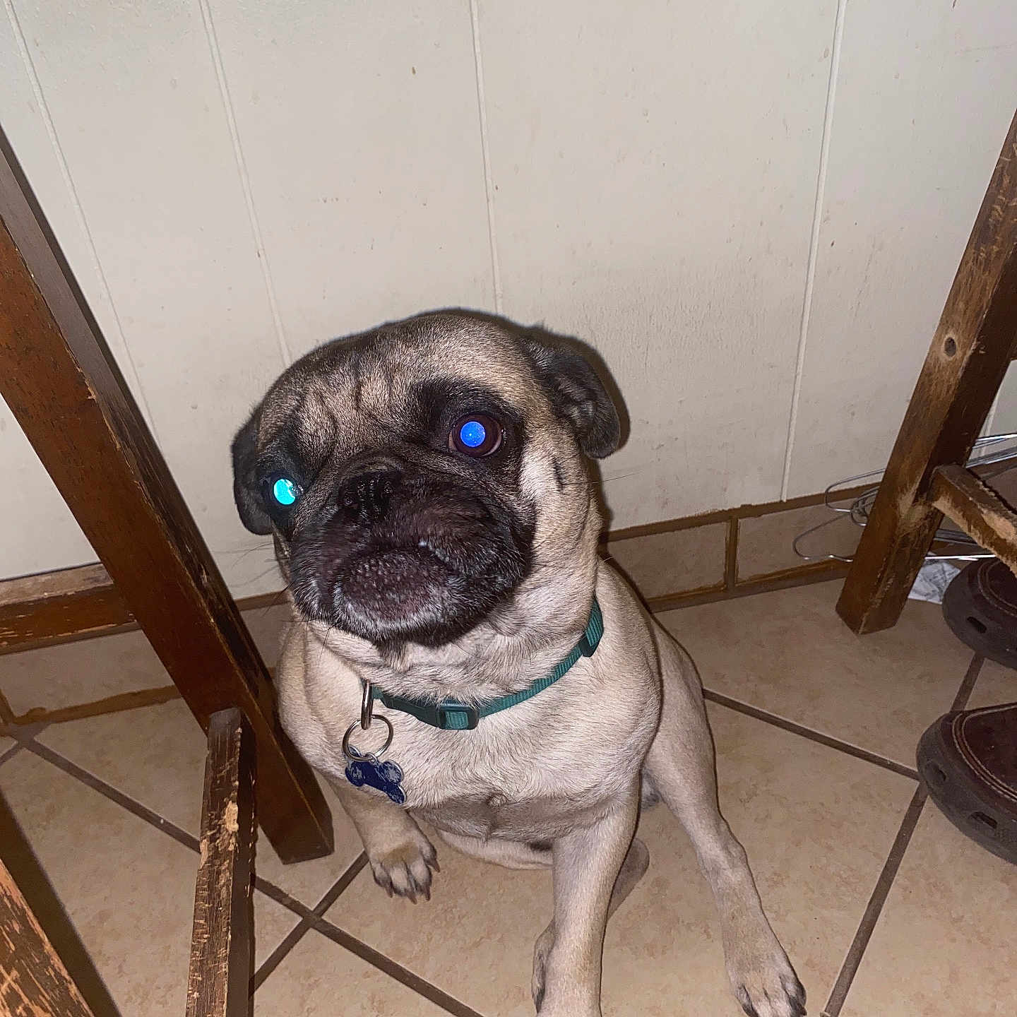 Bruno is registered to the contest to win money with this photo: animal, bulldog, canine, dog, frenchbulldog, indoors, interiordesign, machine, pet, pug, puppy, wheel, wood