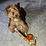 animal, brown, cute, dog, domestic_animal, floor, fluffy, fur, giraffe_pattern, indoor, lying_down, marble_floor, pet, pet_toy, playful, plush_toy, puppy, small_dog, toy, white
