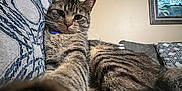Milo is registered to the contest to win money with this photo: cat, tabby, indoor, couch, paw, selfie, feline, patterned_cushion, wall_art, relaxed, curious, pet, animal, fur, whiskers, ears, room, home, furniture, portrait