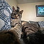 cat, tabby, indoor, couch, paw, selfie, feline, patterned_cushion, wall_art, relaxed, curious, pet, animal, fur, whiskers, ears, room, home, furniture, portrait
