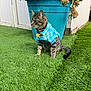 Milo joined the competition — help win amazing prizes! cat, tabby_cat, plaid_shirt, yellow_bow_tie, artificial_grass, succulent_plants, teal_planter, outdoor, pet, feline, green, striped, grass, plant_pot, sitting, collar, cute, domestic_cat, garden, pet_accessory