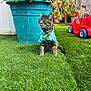 Milo is registered to the contest to win money with this photo: cat, tabby, plaid_shirt, bow_tie, artificial_grass, plant_pot, succulents, toy_car, outdoor, backyard, pet, animal, grass, green, blue, red, feline, cute, sitting, collar