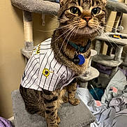 Milo joined the competition — help win amazing prizes! cat, tabby, pet_clothing, cat_tree, indoor, feline, whiskers, collar, tags, fur, ears, eyes, paws, scratching_post, blanket, bedroom, cozy, striped, cute, domestic_cat