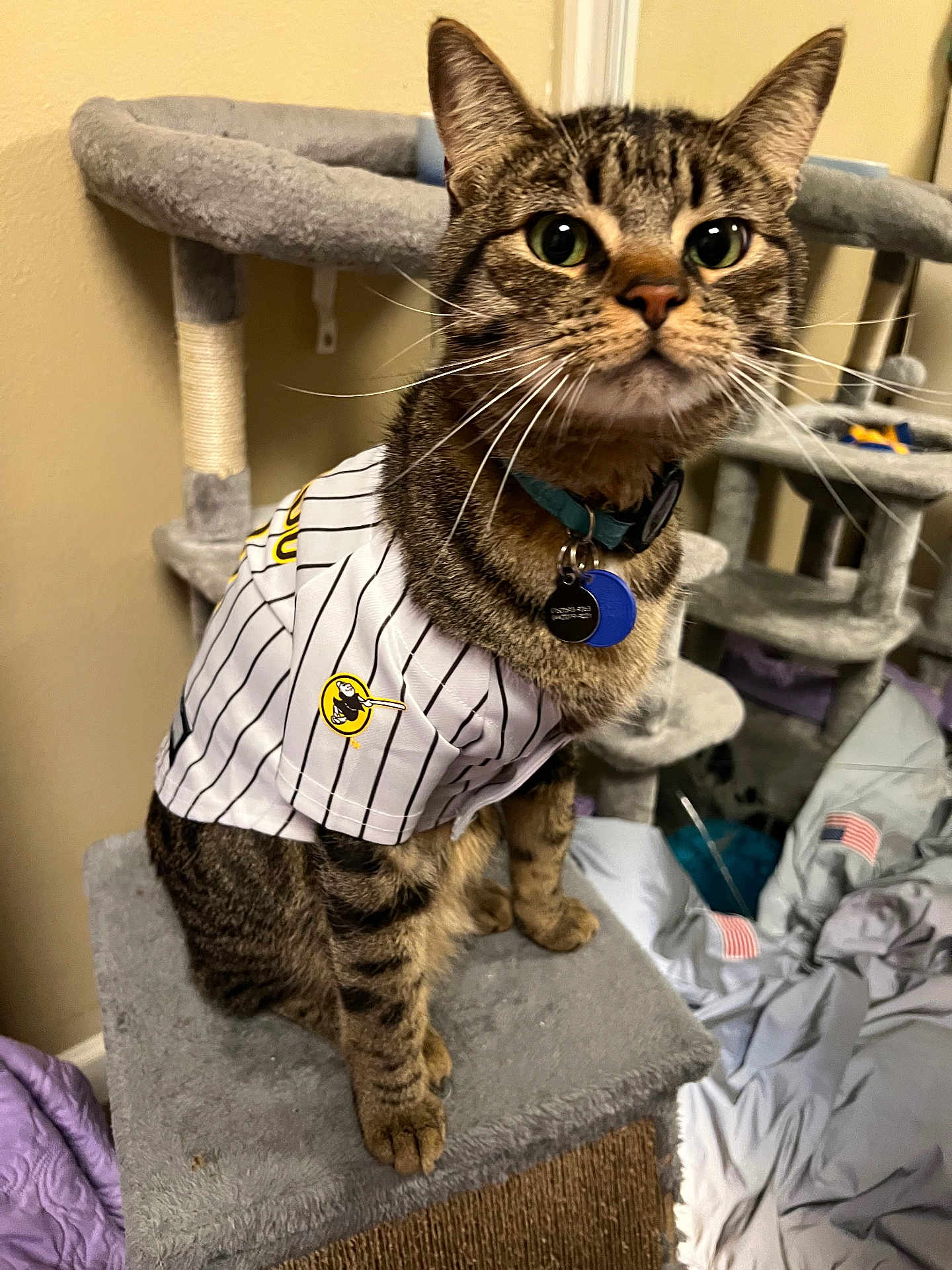 Milo joined the competition — help win amazing prizes! cat, tabby, pet_clothing, cat_tree, indoor, feline, whiskers, collar, tags, fur, ears, eyes, paws, scratching_post, blanket, bedroom, cozy, striped, cute, domestic_cat