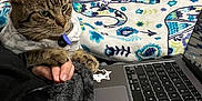 Milo is registered to the contest to win money with this photo: cat, tabby_cat, hand, laptop, blanket, bed, indoor, person, paw, hoodie, sticker, pattern, technology, comfort, resting, cozy, furniture, animal, cute, pet