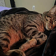 Milo is registered to the contest to win money with this photo: cat, tabby, sleeping, fur, blanket, indoor, cozy, resting, pet, animal, striped, closeup, soft, comfort, relaxation, bedroom, cute, whiskers, domestic_cat, nap