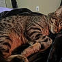 cat, tabby, sleeping, fur, blanket, indoor, cozy, resting, pet, animal, striped, closeup, soft, comfort, relaxation, bedroom, cute, whiskers, domestic_cat, nap