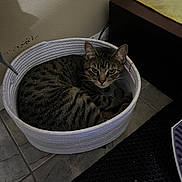 Milo is registered to the contest to win money with this photo: cat, tabby, basket, indoor, floor, tile, furniture, mat, curious, pet, animal, resting, cozy, domestic, whiskers, ears, paws, collar, home, quiet