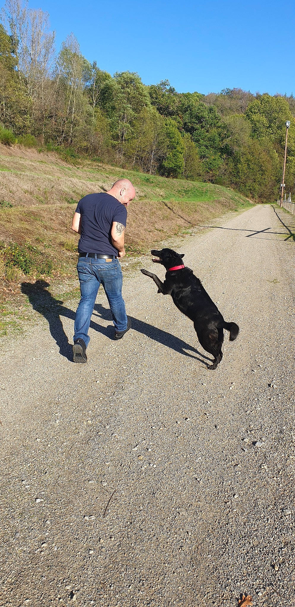 Naya a rejoint le concours — aidez-le/la à gagner de superbes lots ! adventure, canidae, carnivore, dog, dog_breed, dog_hiking, dog_walking, field_trial, hunting_dog, leash, obedience_training, sporting_group, tail, walking