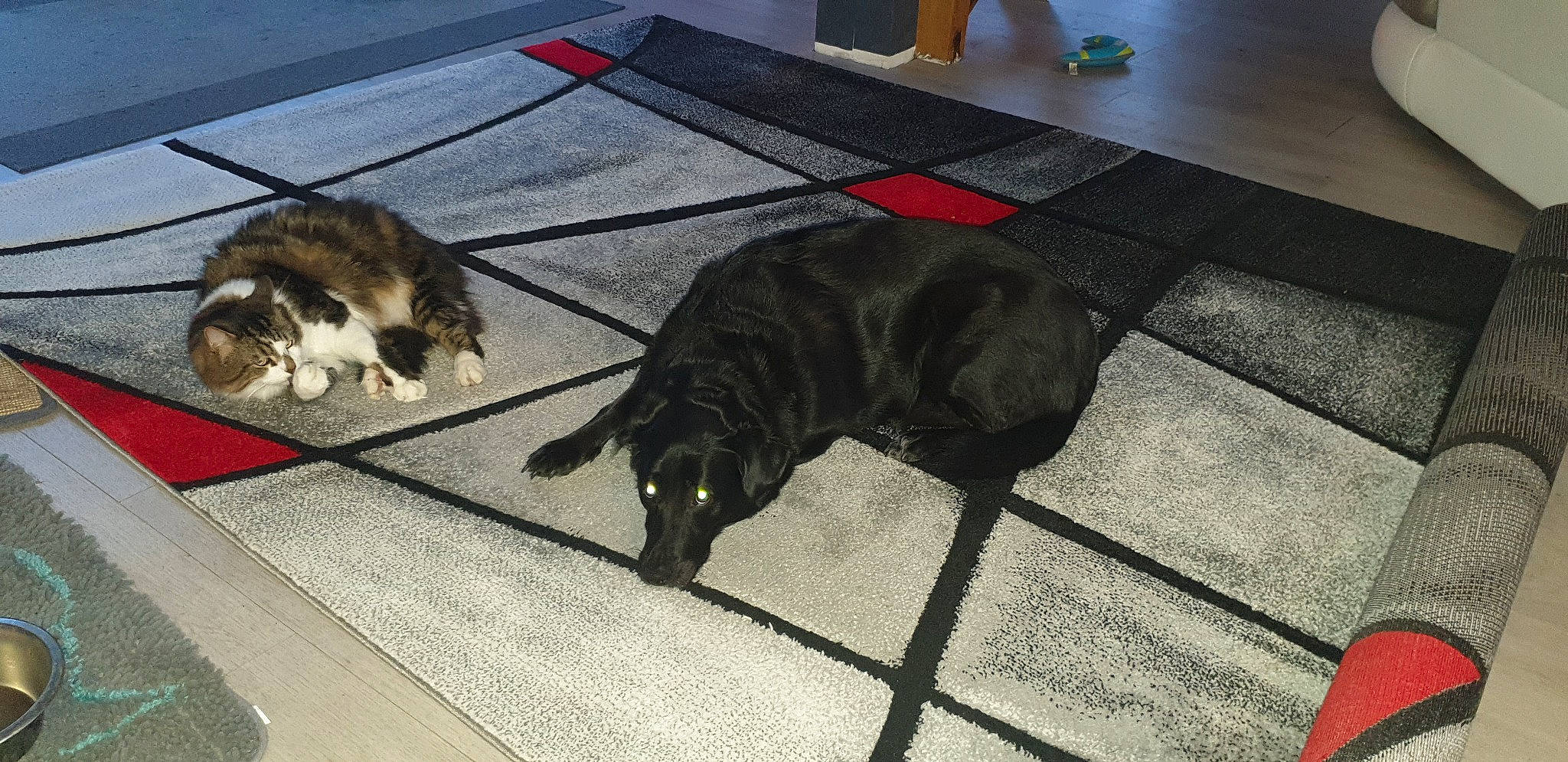 Naya participe au concours pour gagner de l'argent avec cette photo : canidae, carnivore, cat, dog, dog_breed, domestic_short_haired_cat, felidae, floor, mammal, small_to_medium_sized_cats, sporting_group, tail