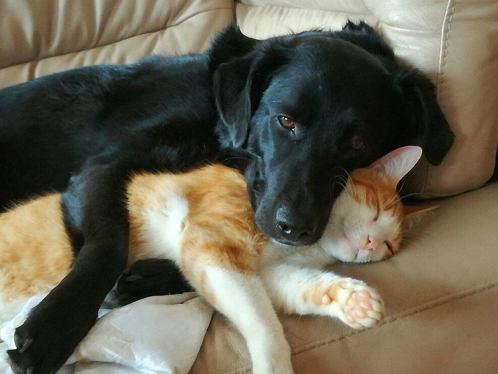 Naya participe au concours pour gagner de l'argent avec cette photo : beagador, borador, canidae, carnivore, cat, companion_dog, dog, dog_breed, felidae, fur, kitten, mammal, puppy, rare_breed_dog, small_to_medium_sized_cats, snout, sporting_group, stabyhoun, tail, whiskers