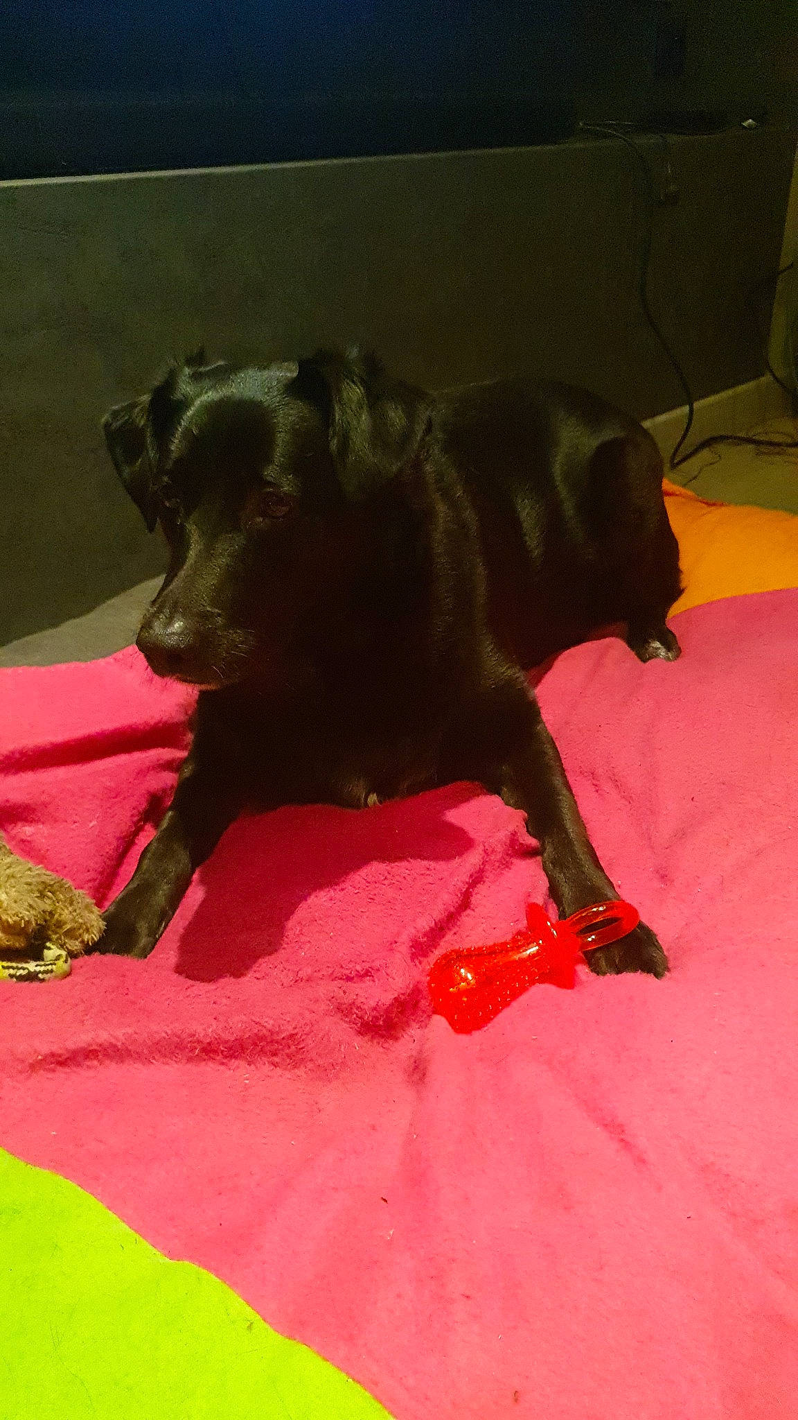 Naya participe au concours pour gagner de l'argent avec cette photo : canidae, carnivore, dog, dog_breed, guard_dog, labrador_retriever, patterdale_terrier, snout, sporting_group