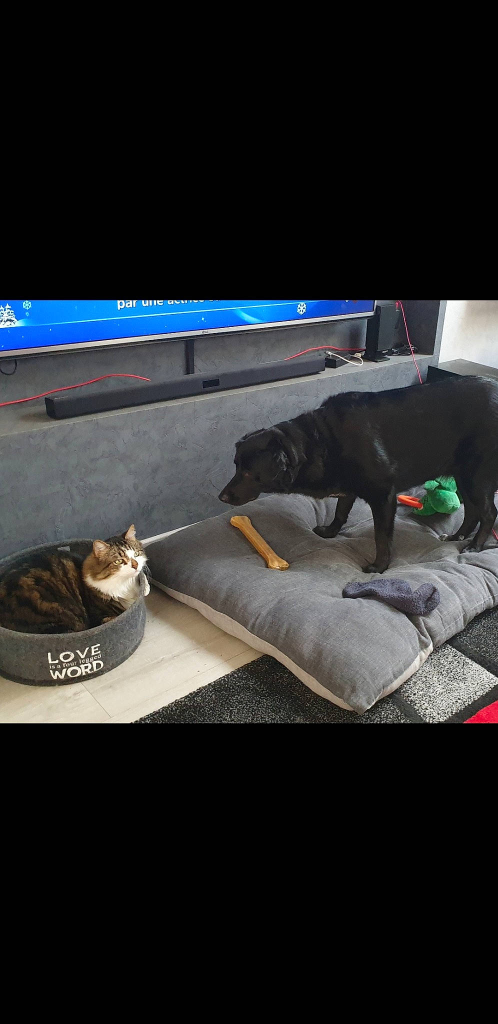 Minou a rejoint le concours — aidez-le/la à gagner de superbes lots ! american_pit_bull_terrier, canidae, carnivore, cat, companion_dog, dobermann, dog, felidae, guard_dog, non_sporting_group, puppy, sporting_group