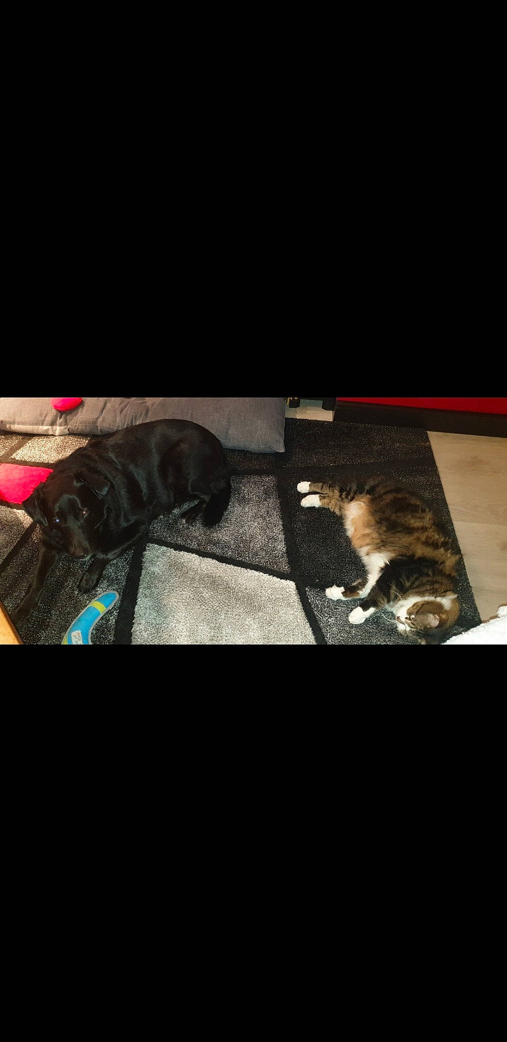 Minou participe au concours pour gagner de l'argent avec cette photo : bengal, carnivore, cat, european_shorthair, felidae, fur, kitten, photography, sky, small_to_medium_sized_cats, square, tabby_cat, tail, whiskers