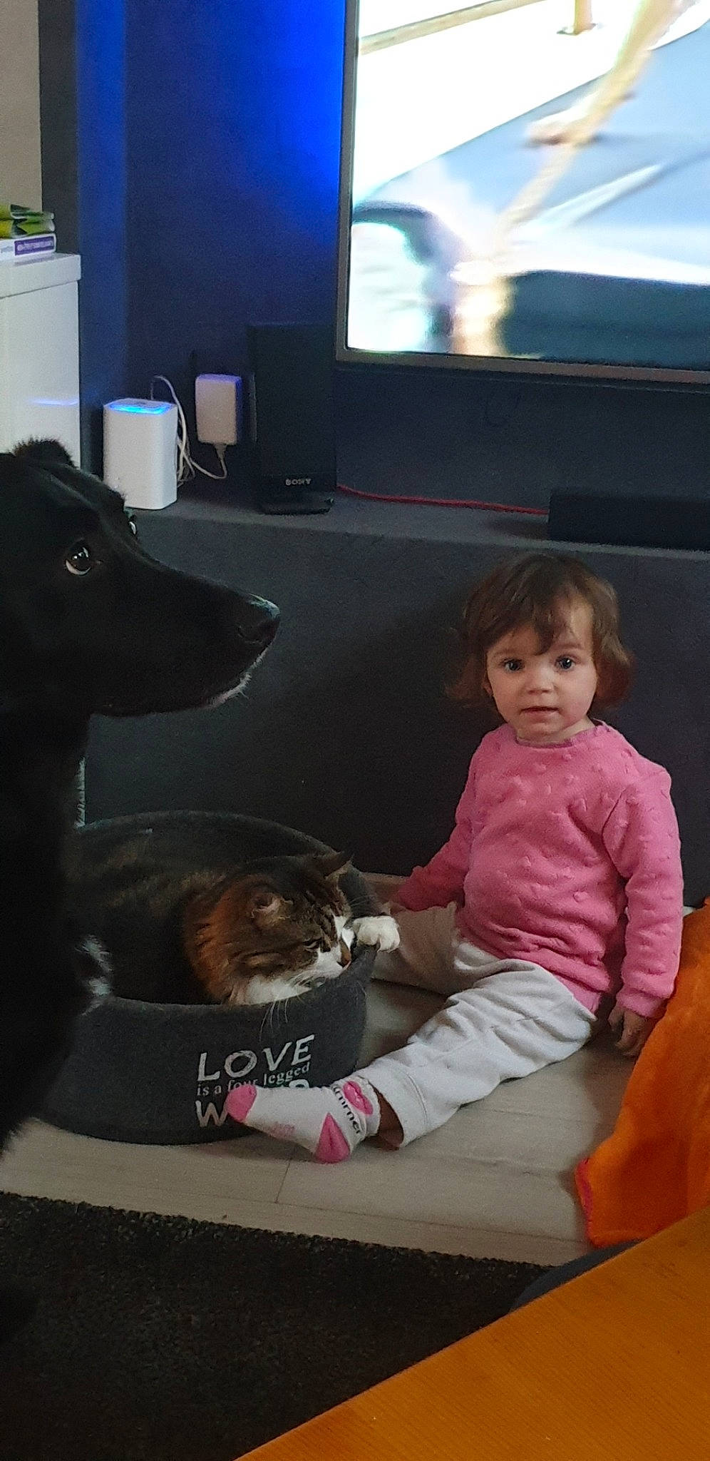 Minou participe au concours pour gagner de l'argent avec cette photo : canidae, carnivore, child, companion_dog, dog, dog_breed, play, sitting, sporting_group, toddler