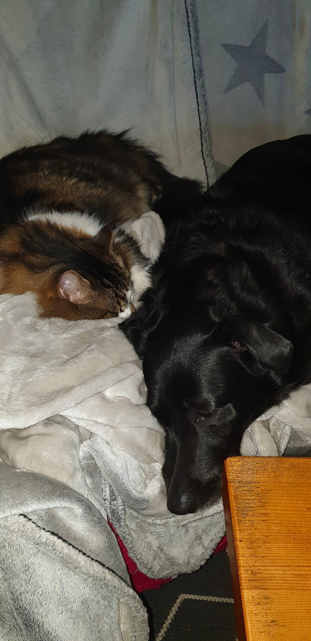 Minou participe au concours pour gagner de l'argent avec cette photo : canidae, carnivore, cat, dog, dog_breed, ear, felidae, fur, nap, sleep, small_to_medium_sized_cats, sporting_group, tail, whiskers