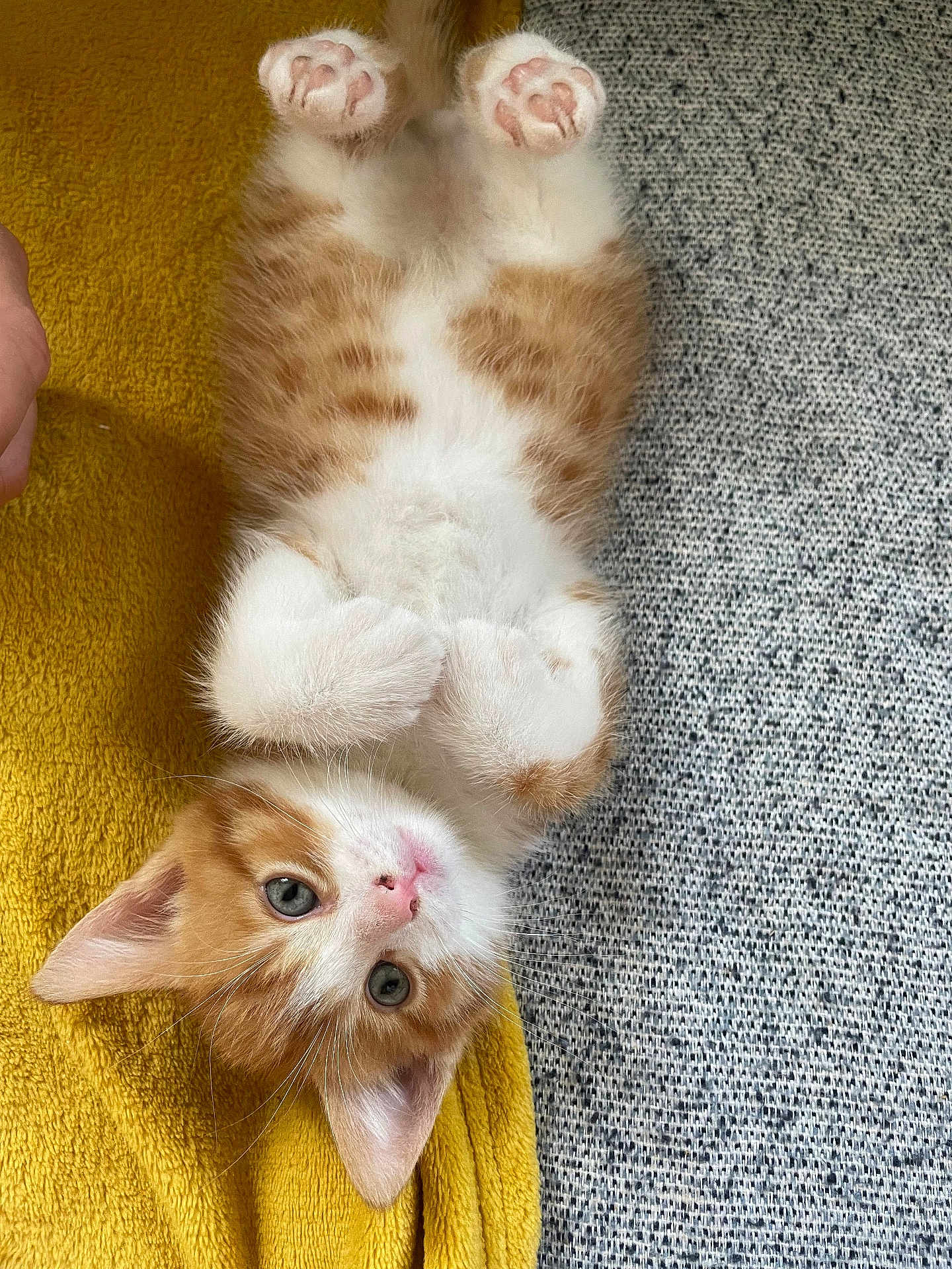 Tigrou