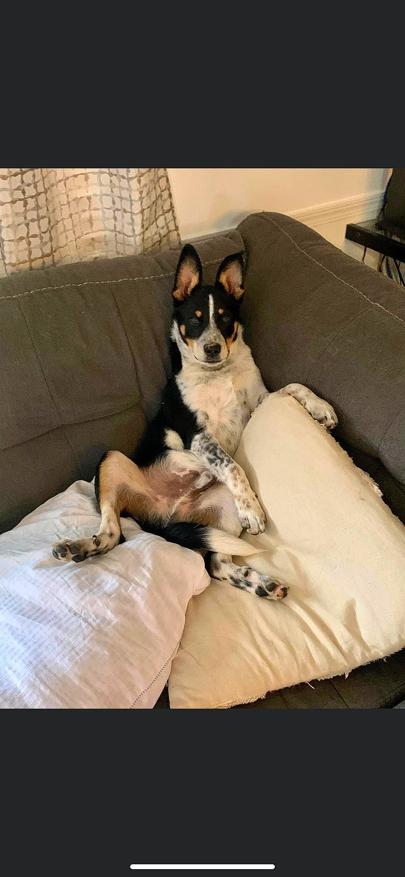 Silo joined the competition — help win amazing prizes! carnivore, comfort, companion_dog, couch, dog, dog_breed, dog_supply, fawn, fur, linens, living_room, nap, paw, puppy, sleeper_chair, slipcover, sofa_bed, studio_couch, toy_dog, working_animal